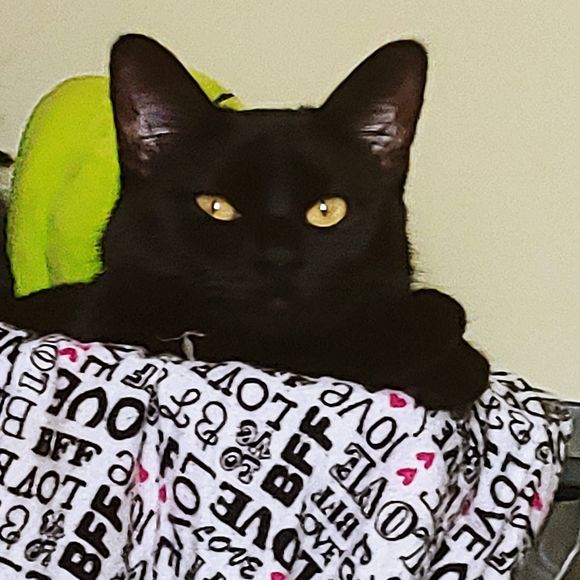 Meet your Posher, Dionna - Picture 1 of 1